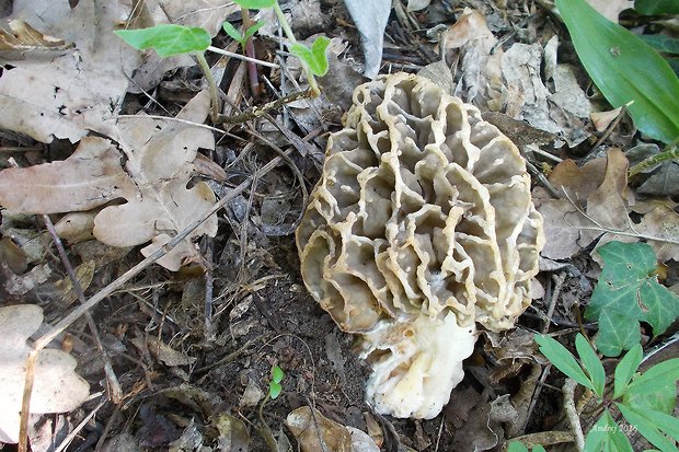 smrčok jedlý Morchella esculenta (L.) Pers.