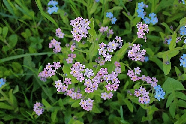 nezábudka Myosotis sp.