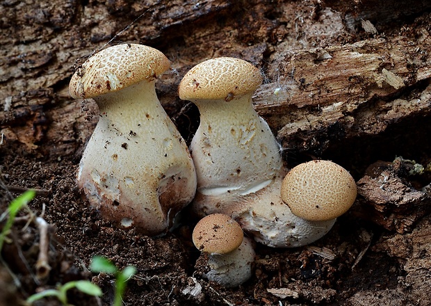 húževnatec pohárovitý Neolentinus schaefferi Redhead & Ginns