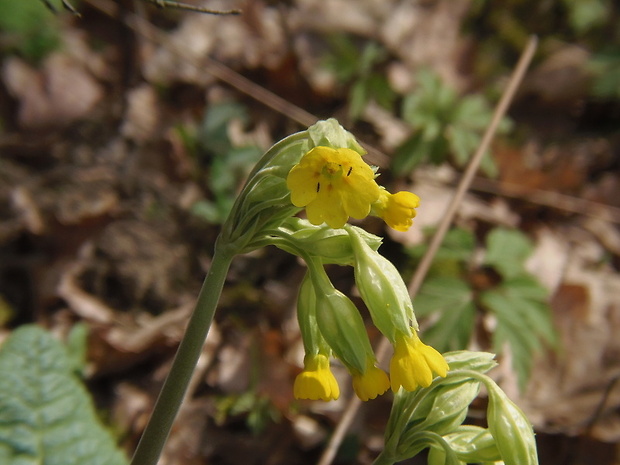 prvosienka jarná Primula veris L.