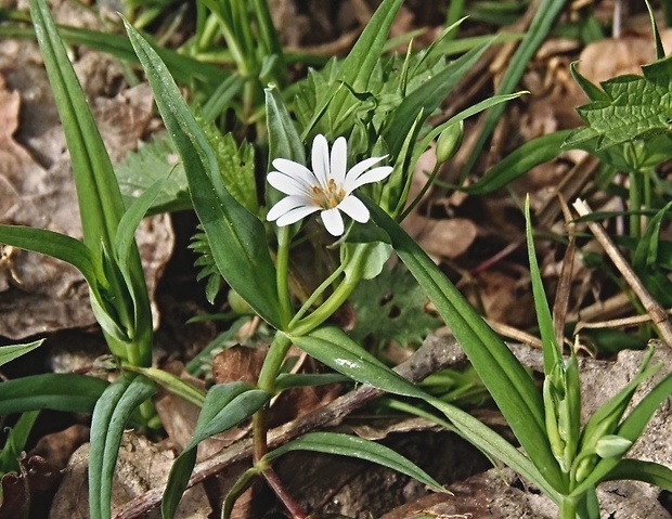 hviezdica veľkokvetá Stellaria holostea L.