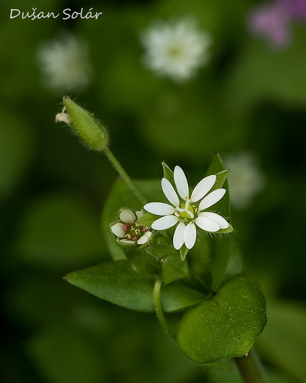 hviezdica prostredná Stellaria media (L.) Vill.