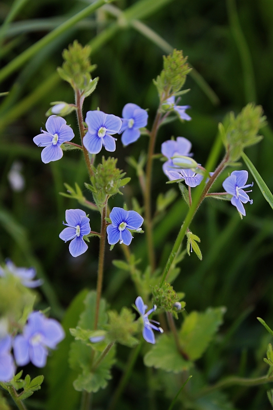 veronika Veronica sp.