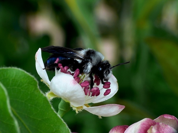 pieskárka (sk) / pískorypka popelavá (cz) Andrena cineraria Linnaeus, 1758