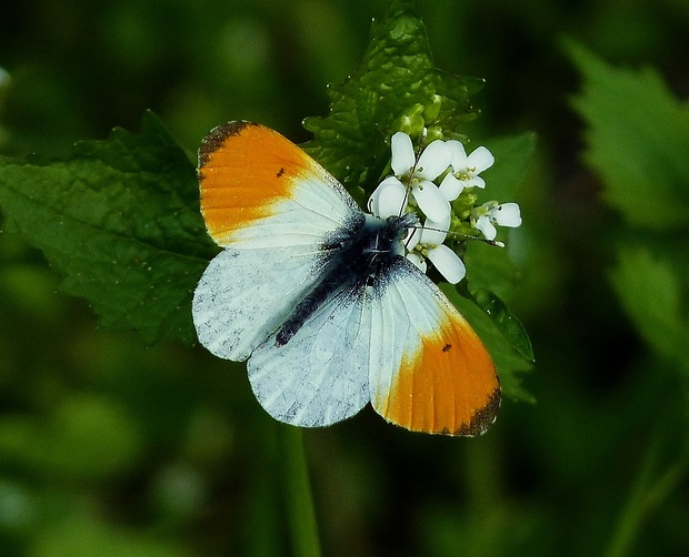 mlynárik žeruchový Anthocharis cardamines