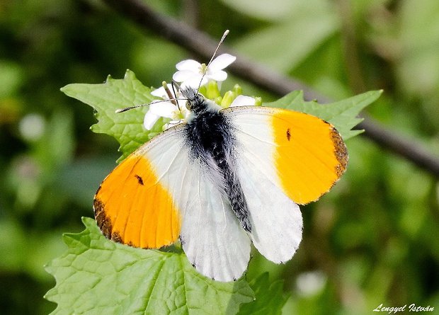 mlynárik žeruchový Anthocharis cardamines