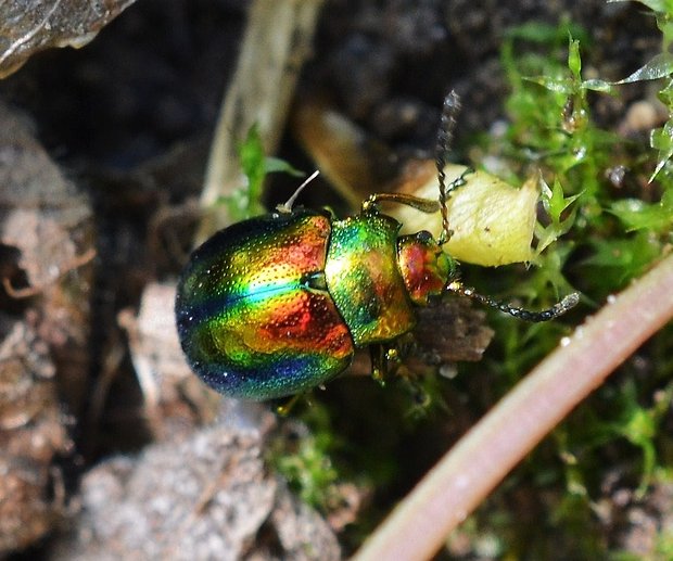 liskavka duhova Chrysolina fastuosa  Scopoli,1763