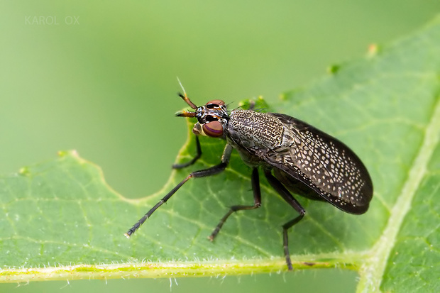 roháčka Coremacera marginata Fabricius, 1775