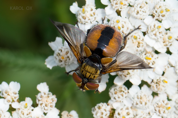 bystruša plochá Ectophasia crassipennis Fabricius, 1794