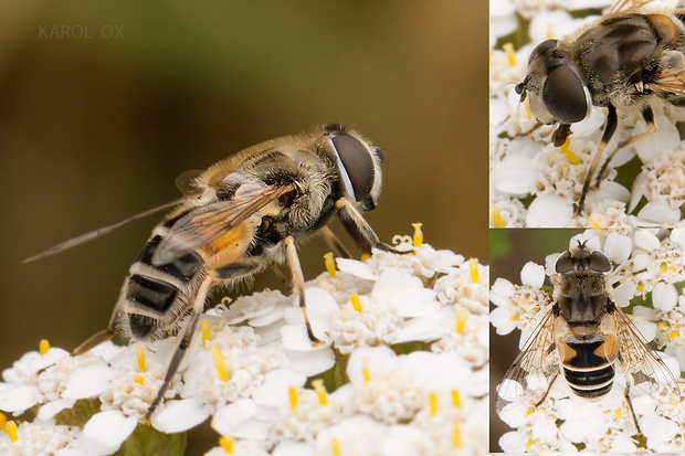 trúdovka Eristalis sp.