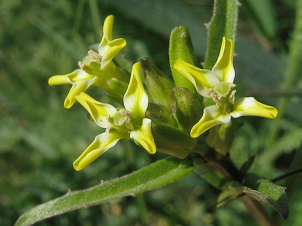 horčičník rozložitý Erysimum repandum L.