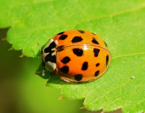 lienka východná Harmonia axyridis var.succinea Pallas,1773