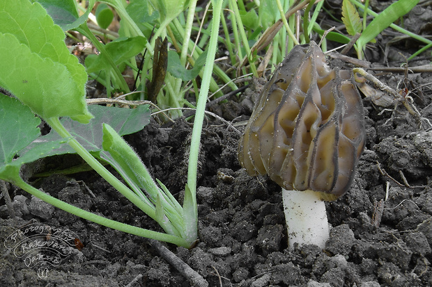 smrčok hybridný Morchella semilibera DC.