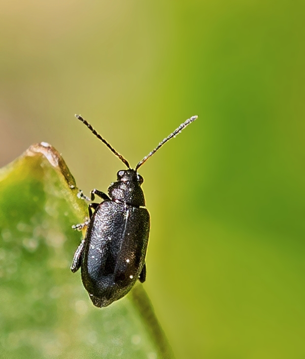 skočka Phyllotreta sp.