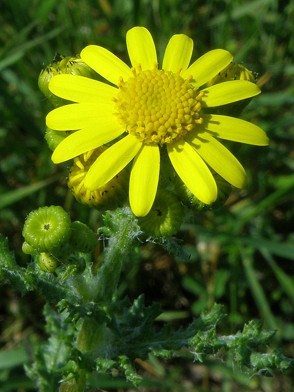 starček jarný Senecio vernalis Waldst. et Kit.