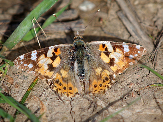 babôčka bodliaková Vanessa cardui