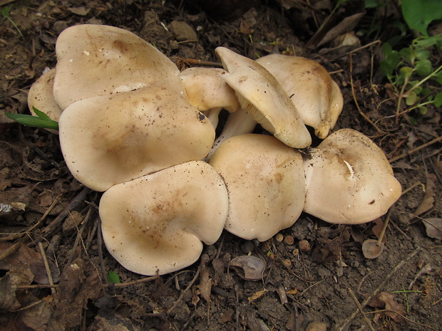 čírovnica májová Calocybe gambosa (Fr.) Donk