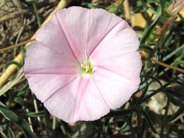 pupenec kantabrijský Convolvulus cantabrica L.