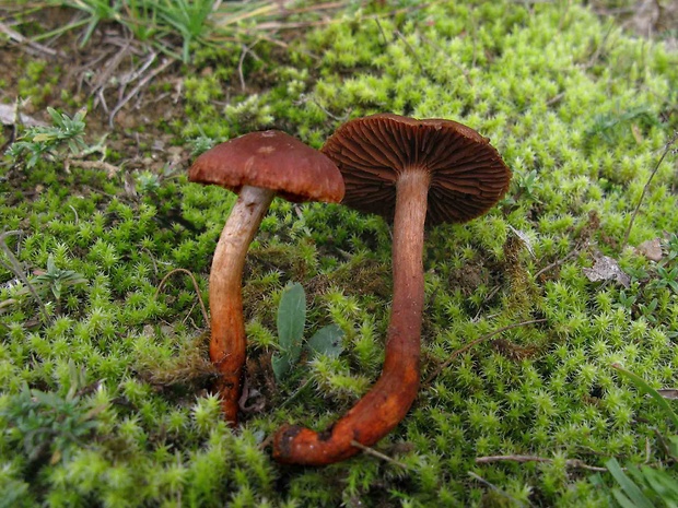 pavučinovec Bulliardov Cortinarius bulliardii (Pers.) Fr.