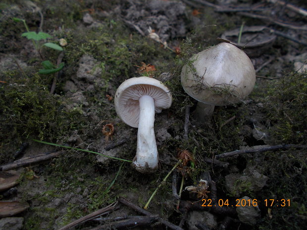 hodvábnica jarná Entoloma clypeatum (L.) P. Kumm.