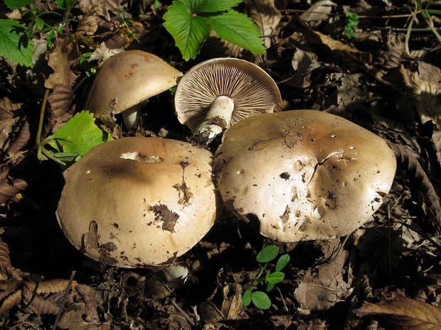 slzivka Hebeloma sp.