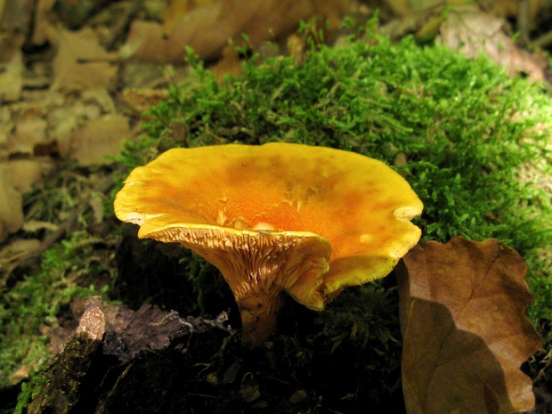 líška oranžová Hygrophoropsis aurantiaca (Wulfen) Maire