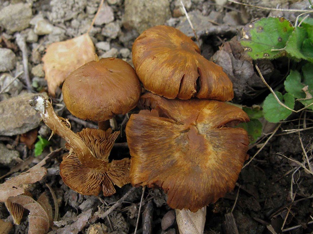 vláknica ? Inocybe sp.