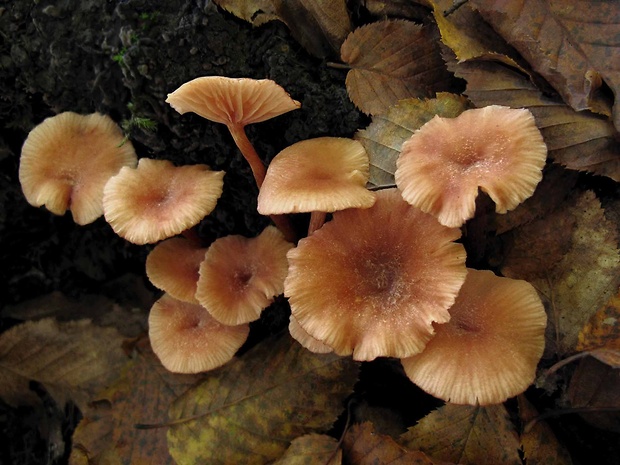 lakovka Laccaria sp.