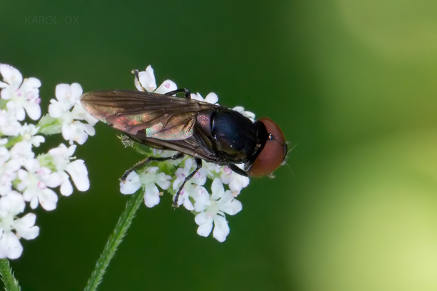 pestrica Melanogaster nuda