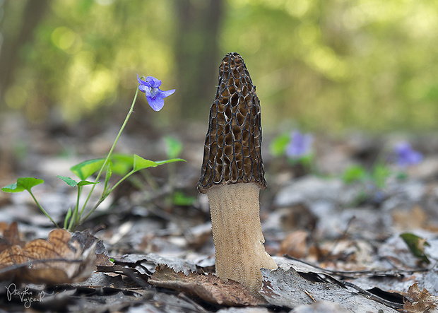 smrčok kužeľovitý Morchella conica Pers.