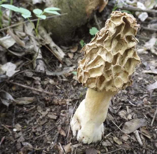 smrčok Morchella sp.