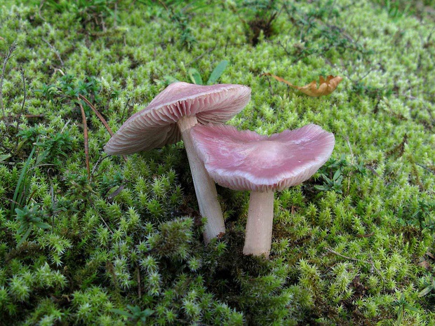 prilbička ružovkastá Mycena rosea Gramberg