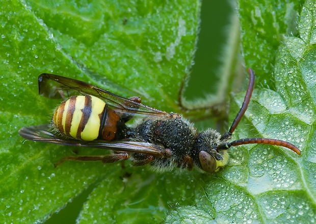 . Nomada cf. hirtipes