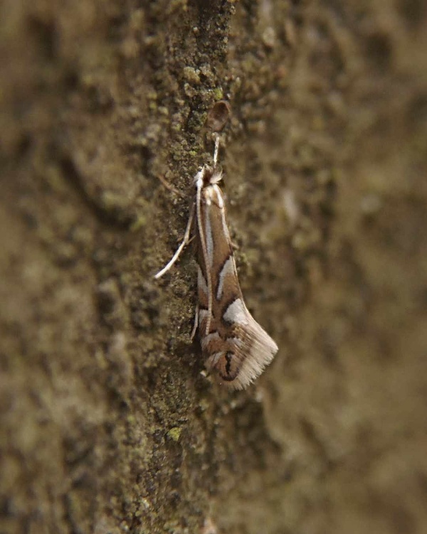 ploskáčik bukový   /   klíněnka buková Phyllonorycter maestingella Müller, 1764