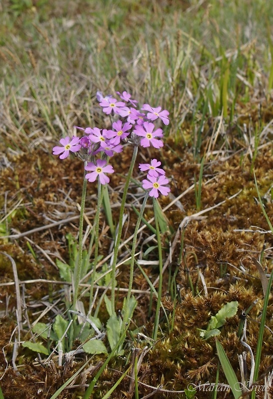 prvosienka pomúčená Primula farinosa L.