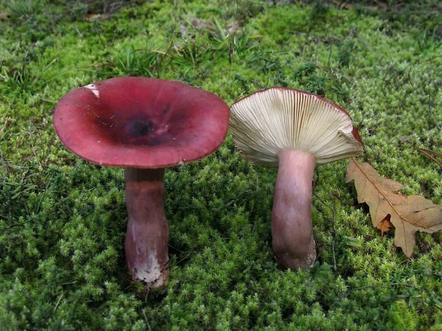 plávka vínovočervená Russula xerampelina (Schaeff.) Fr.