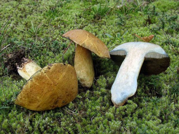 masliak strakatý Suillus variegatus (Sw.) Kuntze