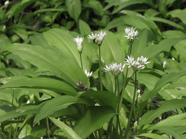 cesnak medvedí Allium ursinum L.