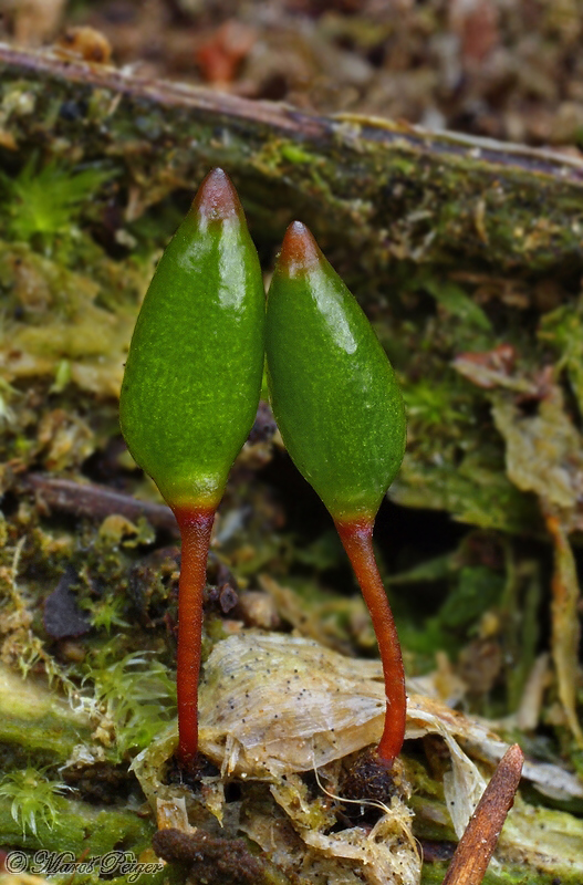 kyjanôčka zelená Buxbaumia viridis (Moug. ex Lam. et DC.) Brid. ex Moug. et Nestl.