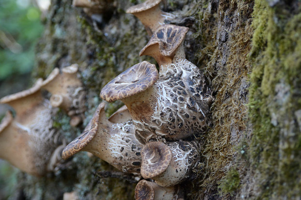 trúdnik šupinatý Cerioporus squamosus (Huds.) Quél.