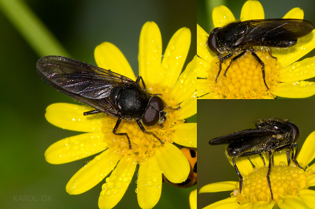 pestrica Cheilosia carbonaria