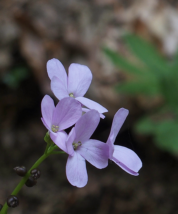 zubačka cibuľkonosná Dentaria bulbifera L.