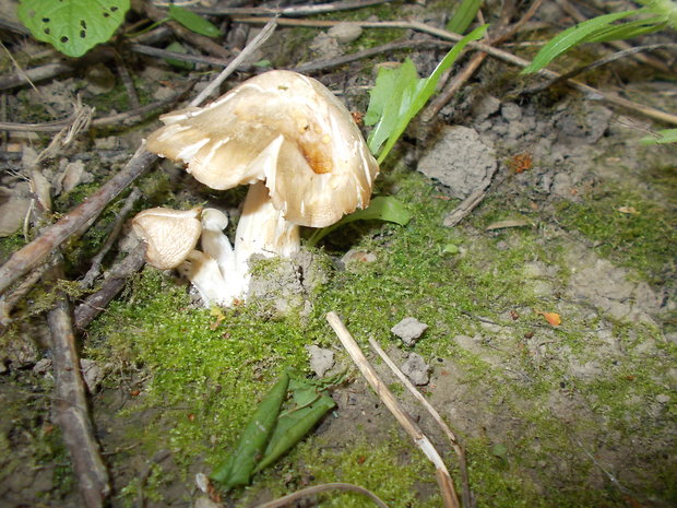 hodvábnica jarná Entoloma clypeatum (L.) P. Kumm.