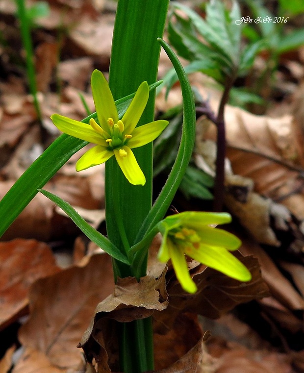 krivec žltý Gagea lutea (L.) Ker Gawl.