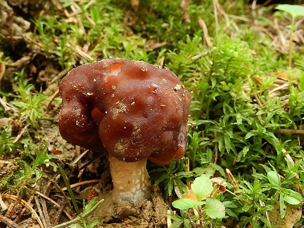 ušiak obyčajný Gyromitra esculenta (Pers.) Fr.