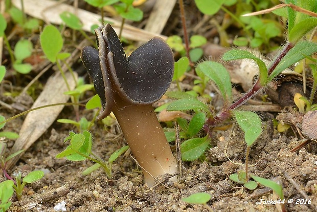 chriapač pieskomilný Helvella leucopus Pers.