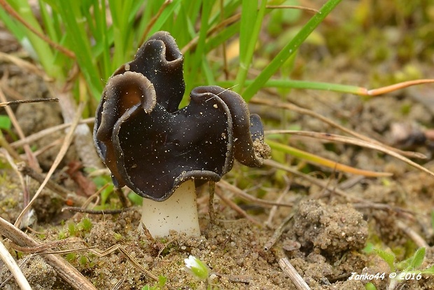 chriapač pieskomilný Helvella leucopus Pers.