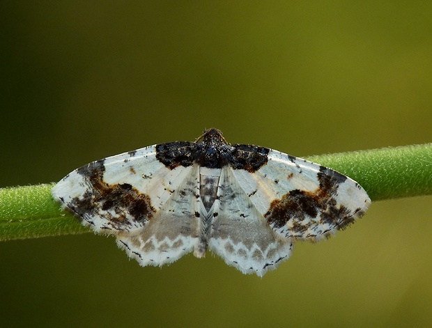 piadivka bršlenová Ligdia adustata