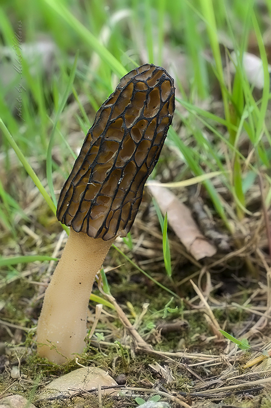 smrčok černastorebrový Morchella angusticeps Peck