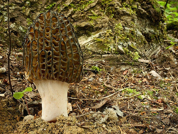 smrčok kužeľovitý Morchella conica Pers.